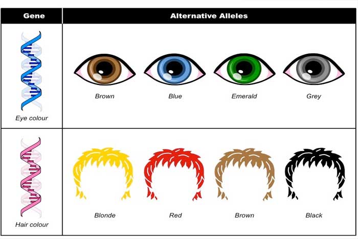 Allele